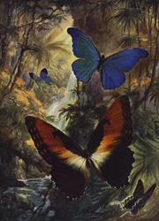 Schöne Schmetterlinge: Die zwei schönsten Morphos