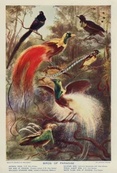 Paradiesvögel