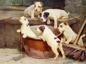 Der Orden des Bades - Welpen beim Waschen