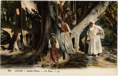 Ein Ficus im Essay-Garten in Algier, Algerien. Postkarte aus der Selva-Sammlung.