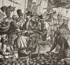 Geschichte Englands (19. Jahrhundert). Kolonisierung (1880). Bahama verkauft Ananas. Englische Kolonie auf New Providence Island. Ananas waren eines der Exportprodukte aus dem Hafen von Nassau, dem wichtigsten. Gravur. Private Sammlung