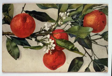 Orangen, Postkarte