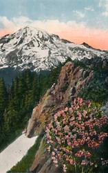 Die Primel auf dem Mount Rainier, ca. 1916