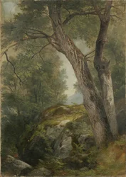 Butternussbaum in Hague, Lake George, NY, 1862