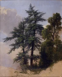 Baumstudie, Newburgh, N.Y., 1849
