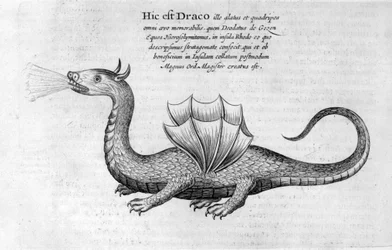 Drache
