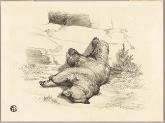 Russischer Bär