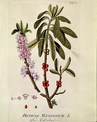 Botanisch: Bois-joli (Daphne mezereum) Tafel aus Medicinalium secundum Linnaei digestarum von Joseph Jacobi Plenck (1735-1807) 1788-1803 Private Sammlung