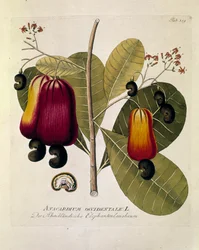 Botanik: „Cashewnüsse“ (Western Anacardium) Tafel gezeichnet aus „Medicinalium secundum Linnaei digestarum“ von Joseph Jacobi Plenck (1735-1807) 1788-1803 Private Sammlung