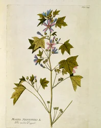 Botanik: „Große Malve“ (Malva sylvestris), Tafel aus „Medicinalium secundum Linnaei digestarum“ von Joseph Jacobi Plenck (1735-1807) 1788-1803, Privatbesitz