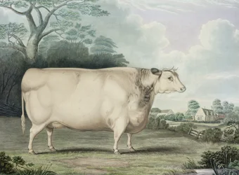 Die Habertoft-Kurzhorngesellschaftskuh, graviert von C. Hunt, 1842