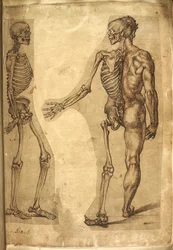 Menschliches Skelett und Halbfigur, aus 