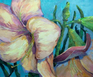 Amaryllis 2