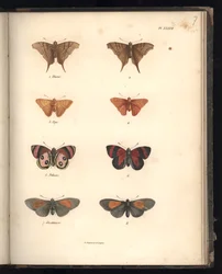Schmetterlinge, Tafel XXXVII, Illustration aus „Recueil d