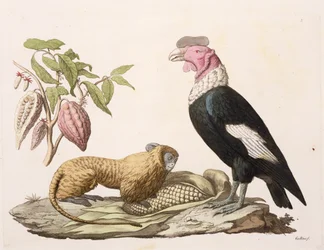 Löwenaffe und Kondor, heimisch in Chile oder Ecuador, aus „Le Costume Ancien et Moderne“, Band II, Tafel 1, von Jules Ferrario, gestochen von Gallo Gallina (1796-1874), veröffentlicht ca. 1820er-30er Jahre