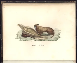 Simia leonina, Pl.V, Illustration aus Beobachtungen aus der Zoologie und Vergleichenden Anatomie gesammelt auf einer Reise nach den Tropen-Ländern des neuen Kontinents, in den Jahren 1799, 1800, 1801