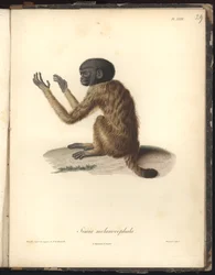 Simia melanocephala, Tafel XXIX, Stahlstich von Louis Bouquet (1765-1814) nach einem Stich von Nicola Huet (1770-1827), Illustration aus Recueil d
