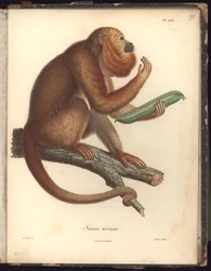 Simia ursina, Tafel XXX, Illustration aus „Sammlung zoologischer und vergleichend-anatomischer Beobachtungen, gemacht im Atlantischen Ozean, im Inneren des neuen Kontinents und in der Südsee während der Jahre“