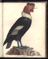 Der männliche Kondor (Vultur gryphus, LIN.), Tafel VIII, Illustration aus „Beobachtungen aus der Zoologie und Vergleichenden Anatomie, gesammelt auf einer Reise nach den Tropenländern des neuen Kontinents“, i