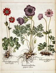 Anemone, aus 