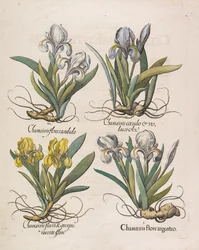 Chamaeiris flore, 1613