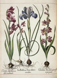 Gladiolus und Iris, aus 