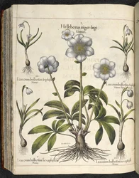 Helleborus niger, Illustration aus 