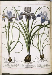 Iris, aus 