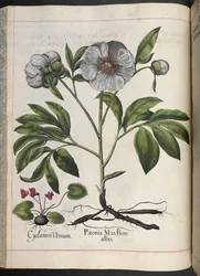 Tafel 106: Cyclamen Vernum, Paonia Mas flore albo, aus Hortus Eystettensis, von Basilius Besler