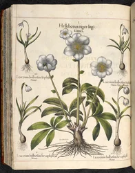 Tafel 29: Helleborus niger, Hortus Eystettensis, Basilius Besler