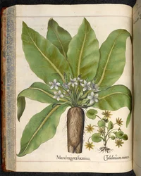Tafel 29: Mandragora foemina (Alraune), aus Hortus Eystettensis, von Basilius Besler