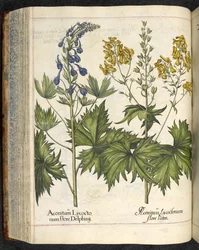 Wolfsbane, Illustration aus 