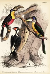 Grünschnabel-Tukan, Curl-Crested Aracari und Elfenbein-Specht 1855 (Lithographie)