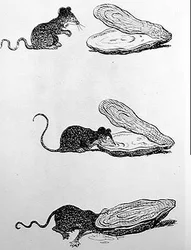 Die Ratte und die Auster (Gravur, 20. Jahrhundert)