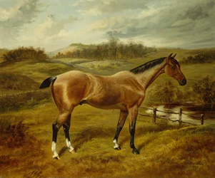 Ein Strawberry Roan Hunter in einer Landschaft