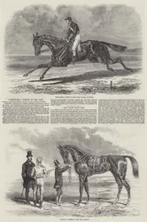 Gewinnende Rennpferde