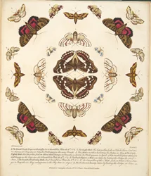 Tafel X, aus A Rare Depiction of Butterflies and Moths, veröffentlicht 1764