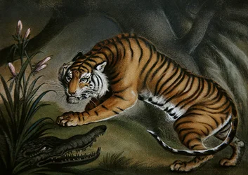Tiger und Krokodil, ca. 1810