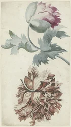 Mohnblumen