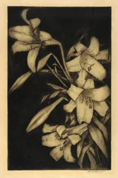 Oster- oder Madonnenlilien
