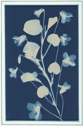 Ohne Titel, ca. 1900