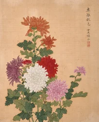 Chrysantheme aus dem Blumenalbum