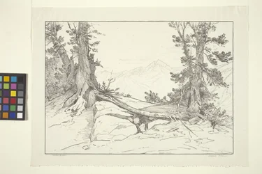 Sierra-Kiefern