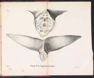 Querschnitt der Schwanzflosse des Wals, 1827