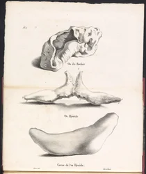 Drei Teile des Zungenbeins des Wals, 1827