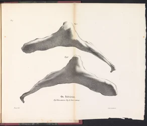 Hüftbein des Wals, 1827