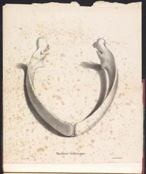 Unterkiefer des Wals, 1827