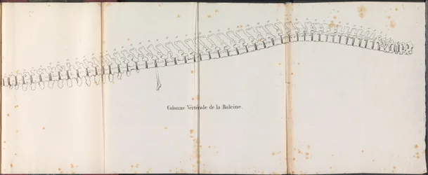 Wirbelsäule des Wals, 1827