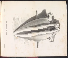 Schädel des Wals, 1827