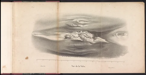 Weibliche Geschlechtsorgane des Wals, 1827